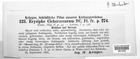 Golovinomyces cichoracearum image